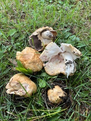 Agaricus nanaugustus