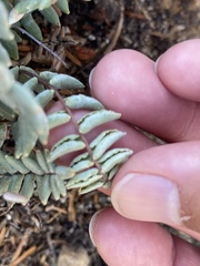 Pellaea bridgesii