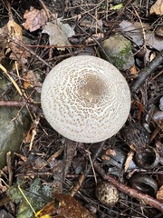 Agaricus leptocaulis