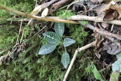 Goodyera