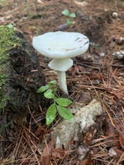 Amanita virosa
