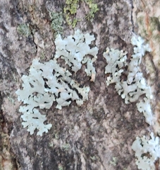 Phaeophyscia rubropulchra