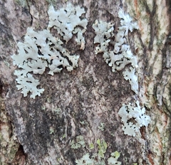 Phaeophyscia rubropulchra
