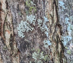 Phaeophyscia rubropulchra