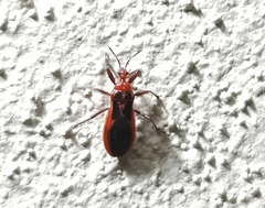 Ectrichodiinae