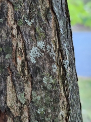 Phaeophyscia rubropulchra