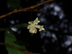 Thymelaeaceae