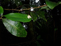 Thymelaeaceae
