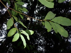 Thymelaeaceae