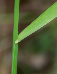 Echinopogon caespitosus