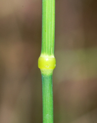 Echinopogon caespitosus