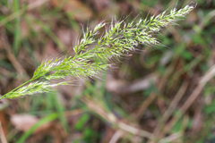 Echinopogon caespitosus