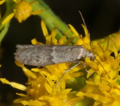 Blastobasidae