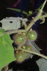Solanum hirtum