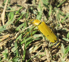 Chauliognathus misellus
