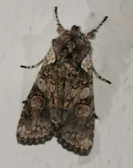 Lithophane consocia