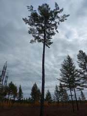 Larix gmelinii