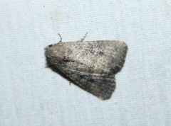 Condica sutor