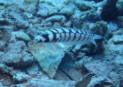 Parapercis tetracantha