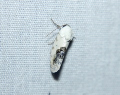 Ponometia erastrioides