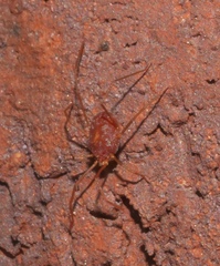 Erythraeoidea