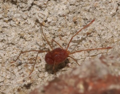 Erythraeoidea