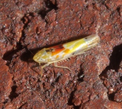 Erythroneura octonotata