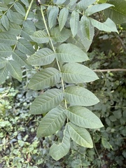 Fraxinus excelsior