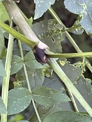 Fraxinus excelsior