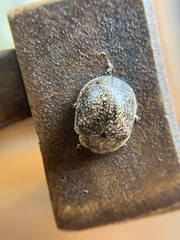 Paropsis