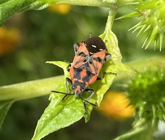 Spilostethus pandurus