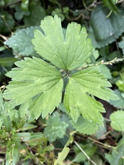 Ranunculus repens