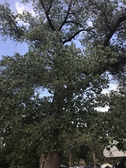 Populus fremontii fremontii