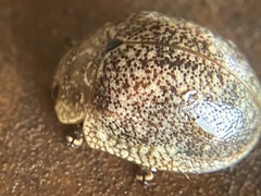 Paropsis
