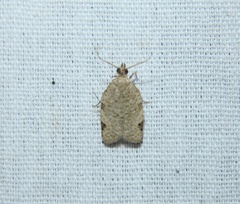 Clepsis virescana