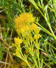 Euthamia occidentalis