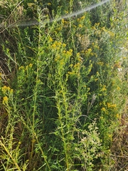 Euthamia occidentalis