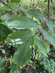 Sambucus