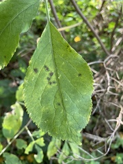Sambucus