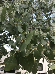 Populus fremontii fremontii