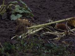 Coccothraustes coccothraustes