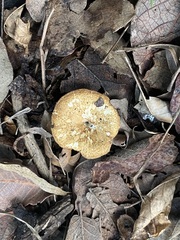 Lentinus arcularius