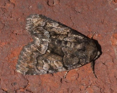 Chytonix