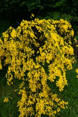 Laburnum anagyroides