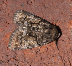 Chytonix
