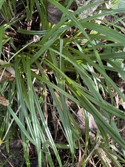Carex sylvatica