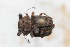 Exechesops