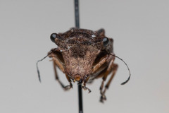 Exechesops
