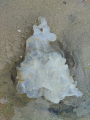 Scyphozoa