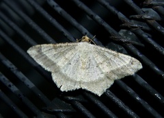 Psamatodes abydata